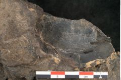 Foto (Detailansicht) von Palissya podocarpoides Ettingshausen (NHMW-GEO-2024-0188-10343)